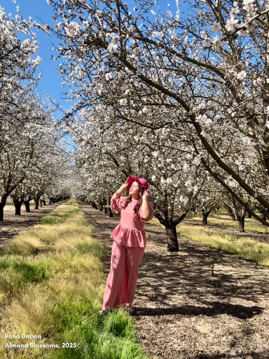 Almond Blossoms in Modesto