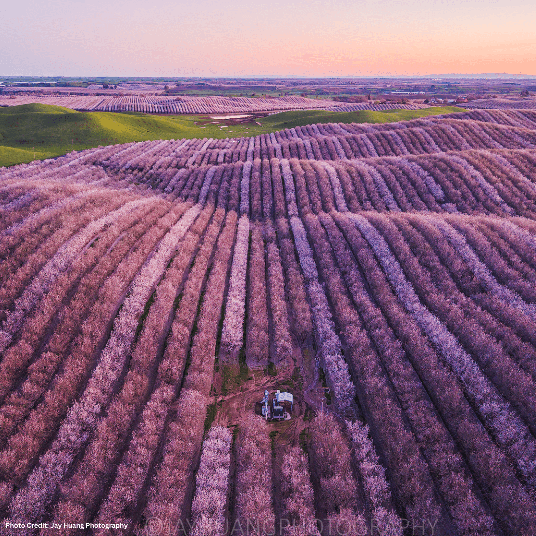 Almond Blossom Cruise