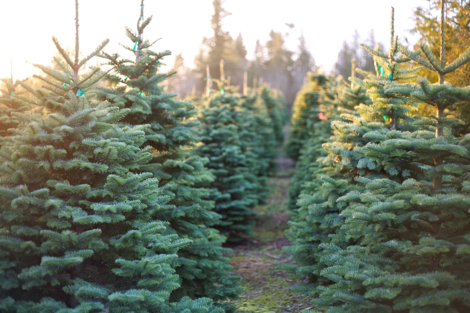 Winter activities in Modesto