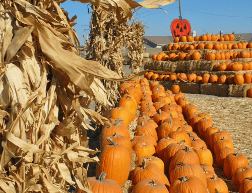 Stanislaus County Fall Guide – Pumpkins, Fall Flavors & Spooky Nights