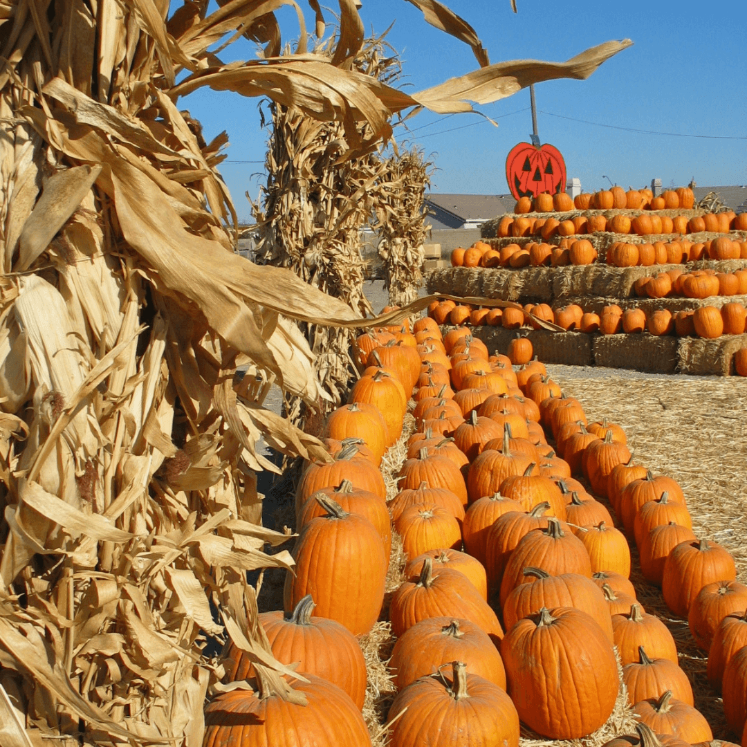 Stanislaus County Fall Guide - Pumpkins, Fall Flavors & Spooky Nights Stanislaus County Fall Guide - Pumpkins, Fall Flavors & Spooky Nights