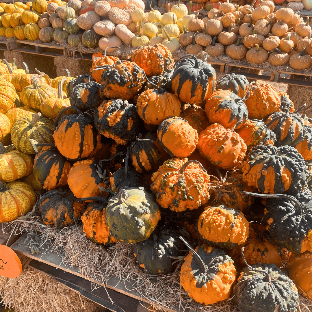 Stanislaus County Fall Guide - Pumpkins, Fall Flavors & Spooky Nights Stanislaus County Fall Guide - Pumpkins, Fall Flavors & Spooky Nights