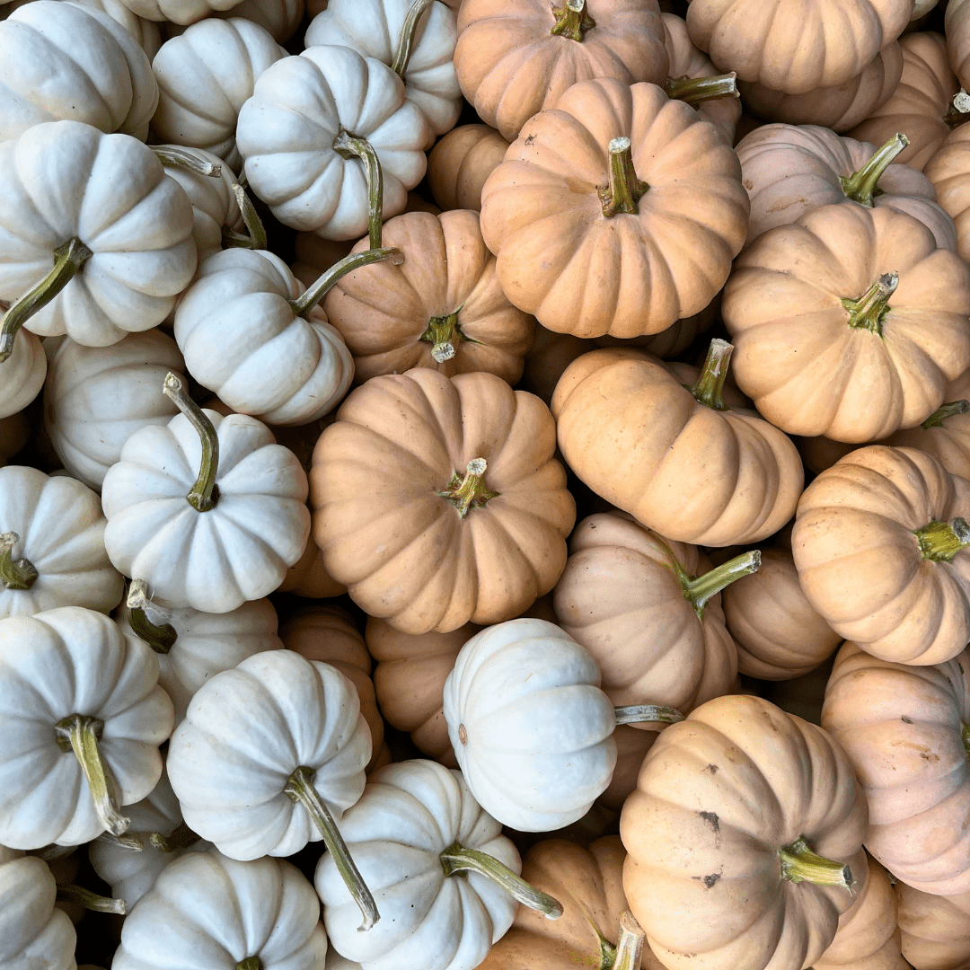 Stanislaus County Fall Guide - Pumpkins, Fall Flavors & Spooky Nights Stanislaus County Fall Guide - Pumpkins, Fall Flavors & Spooky Nights