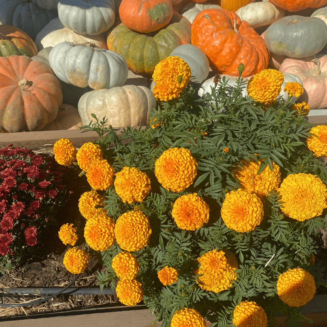 Stanislaus County Fall Guide - Pumpkins, Fall Flavors & Spooky Nights Stanislaus County Fall Guide - Pumpkins, Fall Flavors & Spooky Nights