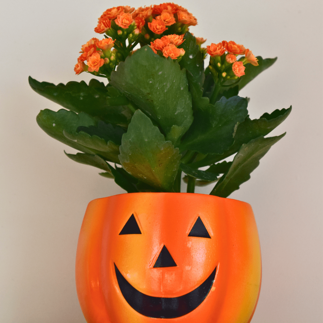 Stanislaus County Fall Guide - Pumpkins, Fall Flavors & Spooky Nights Spooky plant crafts at the Pure Grind Coffee Shop