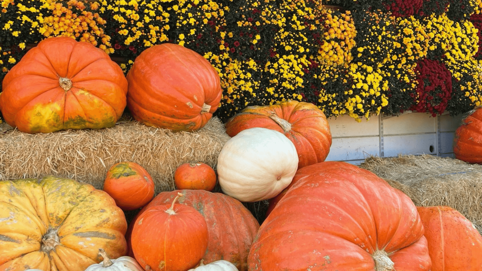 Stanislaus County Fall Guide - Pumpkins, Fall Flavors & Spooky Nights Stanislaus County Fall Guide - Pumpkins, Fall Flavors & Spooky Nights